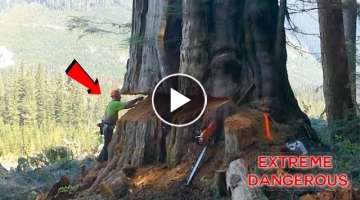 TOP 10 Most Dangerous Biggest Tree Felling Cutting Down with Chainsaw Machine EP. 2